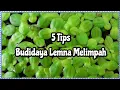 Download Lagu Cara Budidaya Lemna atau Mata lele agar hasil melimpah