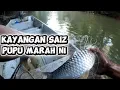 Lagu Kerai kayangan sungai kenong buat pupu marah saiznya