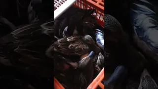 مشاركة بطل شرشير مع البلبول مع الكيش صيد بالشبك 