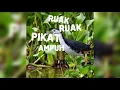 Download Lagu Ruak ruak pikat anti galau.. ampuh