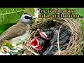 Lagu Suara Burung Trucukan Ribut Seperti Ini Positif Ada Sarangnya