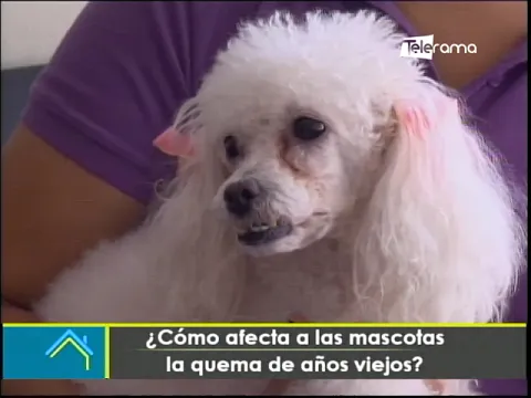 ¿Cómo afecta a las mascotas la quema de años viejos?