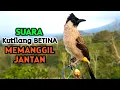 Lagu Suara Burung Kutilang Betina Memanggil Jantan Pasti Langsung Bunyi 