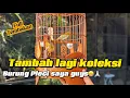 Download Lagu Pleci Gacor(kedatangan Paket burung dari bos Bekasi)Tembakanya gak nahan heheheh!kalian pasti pingin