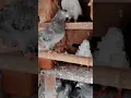 har khoobi har shakash me nahi hoti #pigeon attitude #