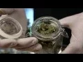 Dr Jolly s Cannabis dispensary opens doors at midnight