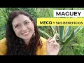 Maguey meco care for your home uses and health benefits of the Agave Americana