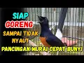 Download Lagu SIAP DI GORENG ! MURAI BATU GACOR PAGI-SIANG-MALAM AMPUH BUAT PANCINGAN MURAI BATU AGAR CE;PAT BUNYI