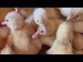Ever Thought About How Ducks Communicate