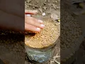 Download Lagu GROWING Coriander at Home Like a Pro!
