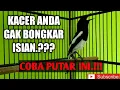 KACER ngeplay COCOK UNTUK PANCINGAN KACER BAHAN AGAR NGEMPLONG BONGKAR MATERI.!!!Sound relaxing bird