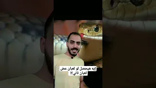 إيه هيحصل لو ثعبان عض ثعبان تاني 