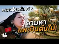 Download Lagu จริงหรือ AI 24 ชม. สุดท้ายที่โมร็อกโก I เอสเซาอิรา