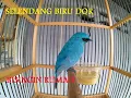 Lagu Burung Selendang Biru Gacor Dor. Bising!!