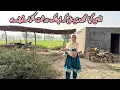 Lagu Aisi Kia Majbori bani Keh achanak Darakt katwane pare Village desi Life With Alia Vlogs 