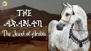 the arabian i the jewel of arabia i explore horses