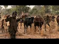 The Last Nomads of the Sahel