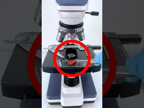 Chili Peppers Under a Microscope 🌶️🔬 And This Happened! 🤯