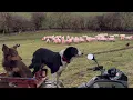 Lagu Amazing sheepdog teaching puppy how to herd sheep