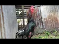 Download Lagu SUARA KOKOK AYAM JUARA,! AYAM PAKHOY SUPER ISTIMEWA | ROOSTER SOUND CROWING