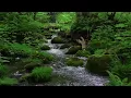 Download Lagu Relaxing Nature Sounds, Clear Green Forest Stream Flows, Birds Chirping