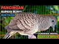 Download Lagu Perkutut Lokal Gacor RAJA PIKAT Ahlinya Bikin Semua Burung Perkutut Nyaut.