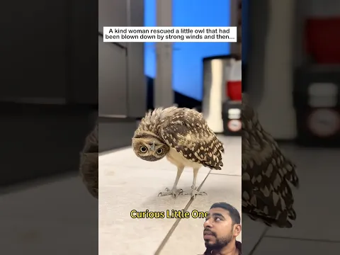 #owl #animals #funny #nest #memes #comedy #birds #cuteduck #wildlife #wildliferescue #jokes