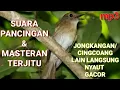 Download Lagu Suara Jongkangan/Cingcoang Gacor  ll Suara Pancingan Cingcoang Ampuh ll Suara Masteran Jongkangan