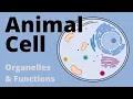 Structure and Function of the ANIMAL CELL explained Organelles