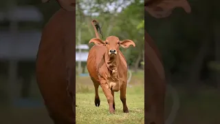 Gir Cow 