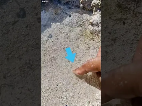 ظنت أنه زجاج… لكن ما حدث صدمها! 😱🐟 ‏#shorts #viral#shortvideo
