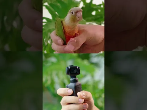 Where the Stability Comes From | DJI Osmo Pocket 4