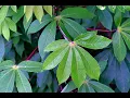 Cassava Leaf Disease Classification Model Walkthrough - Ethan Huang and Griffin McCauley