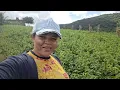 Download Lagu NUNCA TINHA VISTO UMA ÁRVORE TÃO PEQUENA COM TANTAS FRUTAS E MEU IRMÃO VEIO ME AJUDAR.