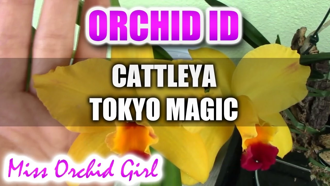 CATTLEYA TOKYO MAGIC GOLDEN FRAGRANT CATTLEYA ORCHID
