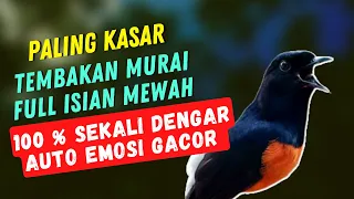 Download Variasi Tembakan Murai Batu Isian Sadis Dan Mewah Yang Disukai Juri,Jadikan Murai Lain Minder MP3