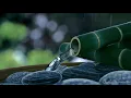 Calm Your Mind & Sleep with Relaxing Rain Sounds + Bamboo Water Fountain