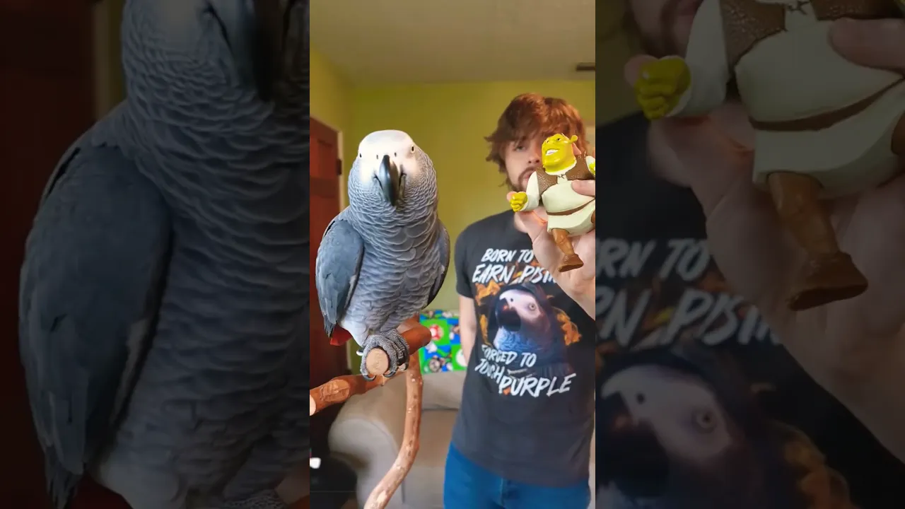 Apollo comfirmed shrok