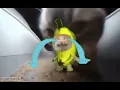 chipi chipi chapa chapa + All memes version
