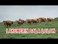 Lagu LAKUMERIN DALA LOLON.#budaya #tradisi