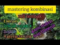 Download Lagu masteran lengkap!! kenari, cucak cungkok, cililin, gereja tarung