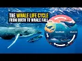 The Whale Life Cycle From Birth to Whale Fall
