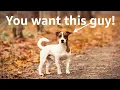 Why Jack Russell Terriers are the best
