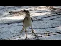 Download Lagu Paddyfield Pipit (with Knemidocoptic Mange)