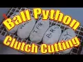 Ball Python - Cutting 1st Clutch Coral Glow het Pied x poss het Pied