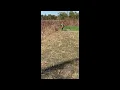 Experience Pheasant Hunting in New Jersey