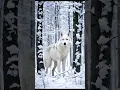 Download Lagu Do Wolves Howl At Moon?
