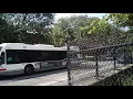 CTA Bus Transit 2019 Nova Bus LFS on route