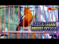 Download Lagu ANIS MERAH GACOR MANTAP PASTI BIKIN GACOR ANIS MERAH LAIN #anismerahgacor