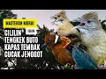 Download Lagu Masteran Murai Isian Kapas Tembak, Cililin, Cucak Jenggot, Tengkek Buto